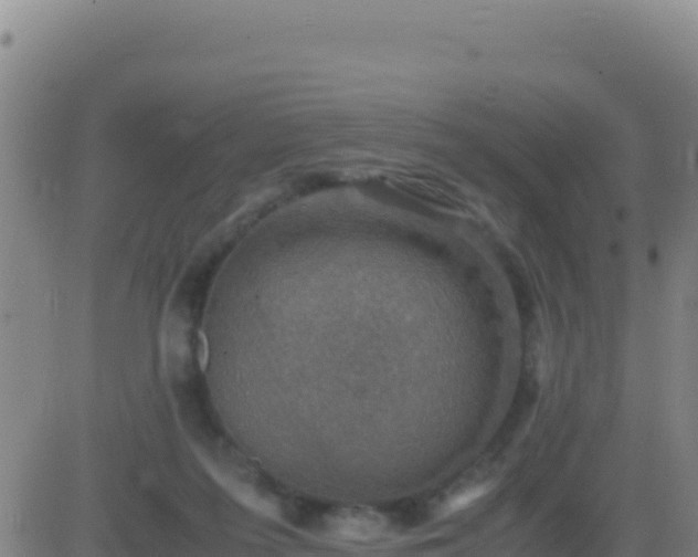 X0000083560215200702162036