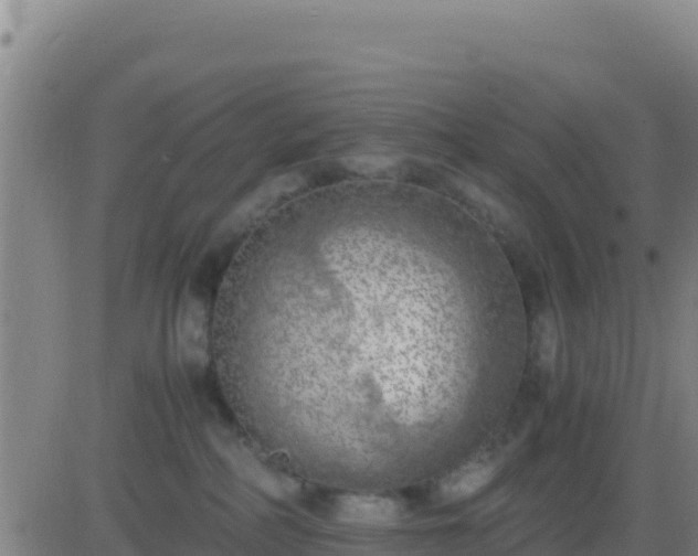 X0000083560234200702162035