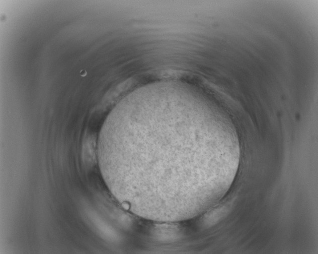 X0000083560240200702162035