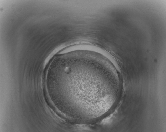 X0000083560244200702162035