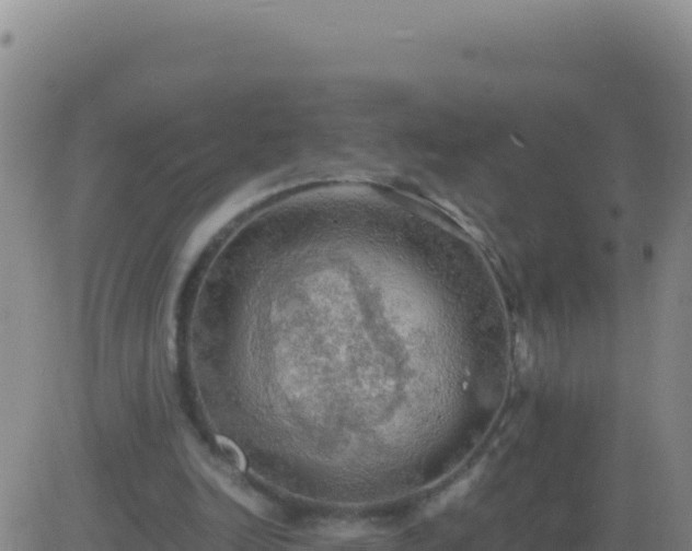 X0000083560246200702162035