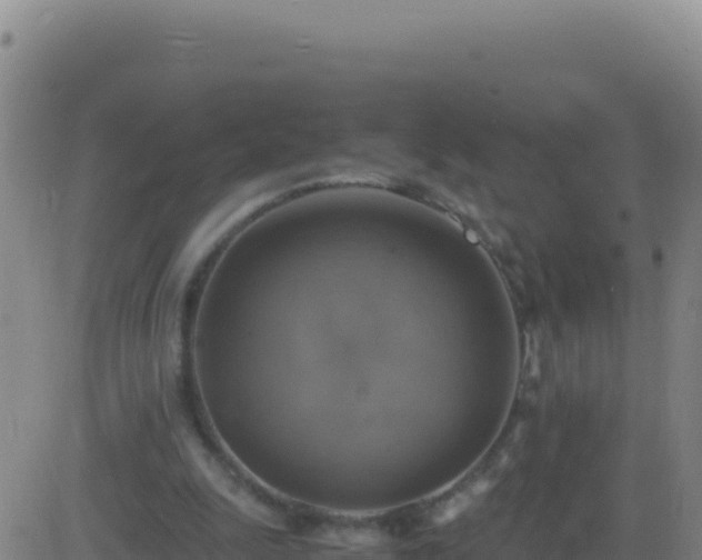 X0000083560247200702162035