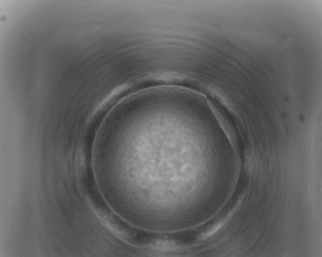 X0000083560256200702162035