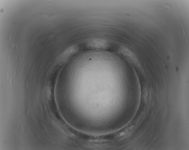 X0000083560259200702162035