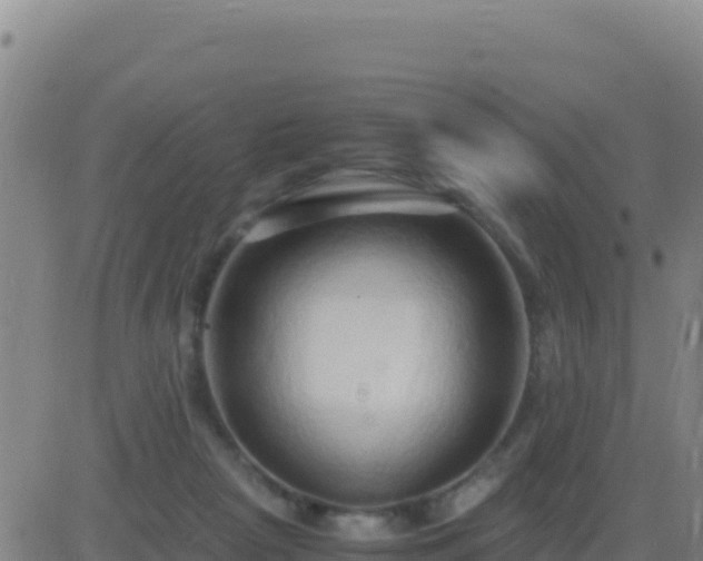 X0000083560265200702162035