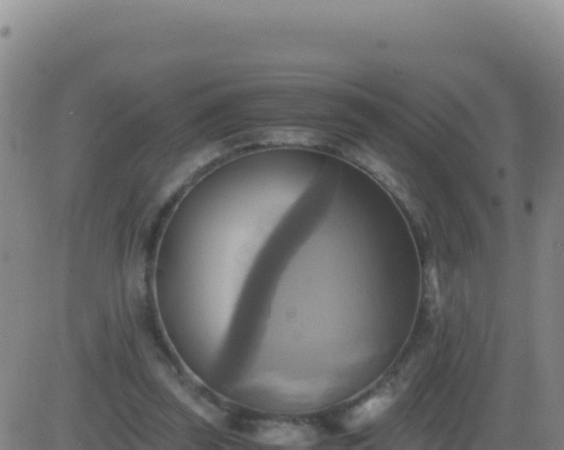 X0000083560347200702162033