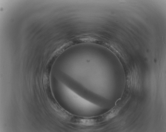 X0000083560371200702162033