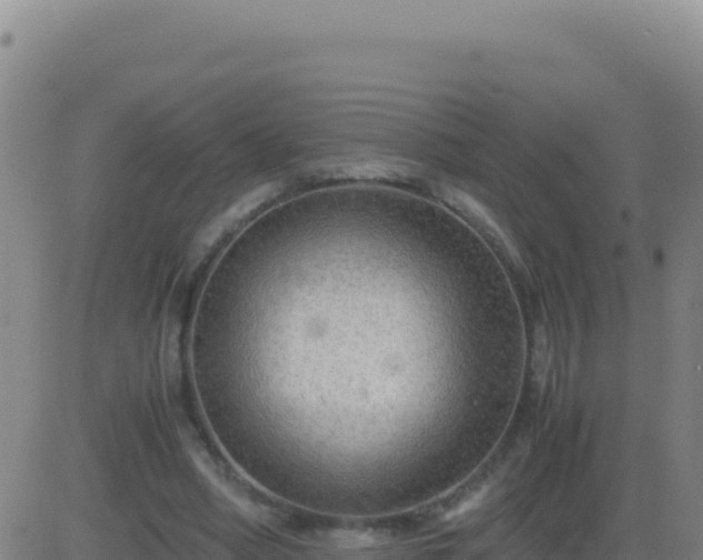 X0000083560394200702162033