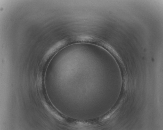 X0000083560442200702162032
