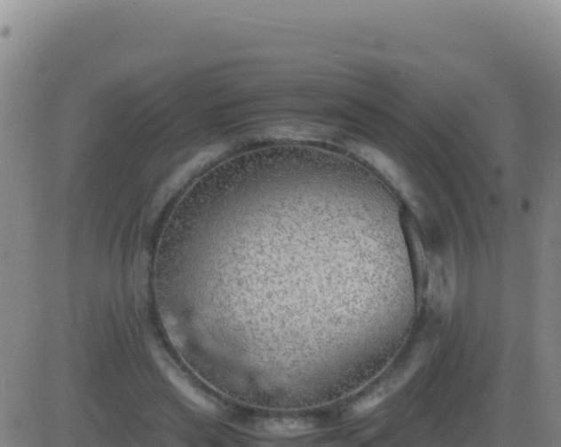 X0000083560445200702162032