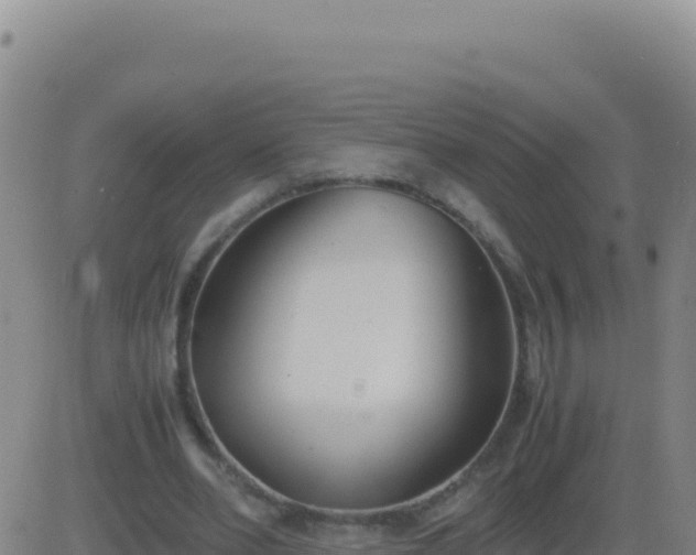 X0000083560486200702162031