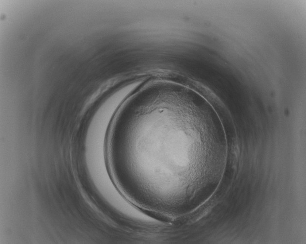 X0000083560734200702162027