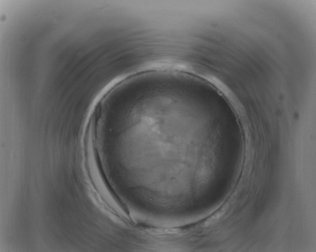 X0000083560864200702162026
