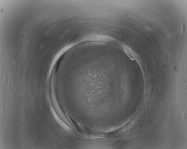 X0000083561152200702162021