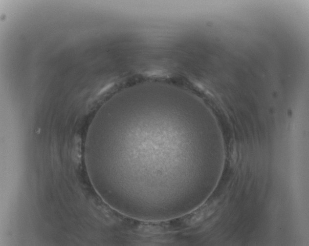 X0000083561301200702162017