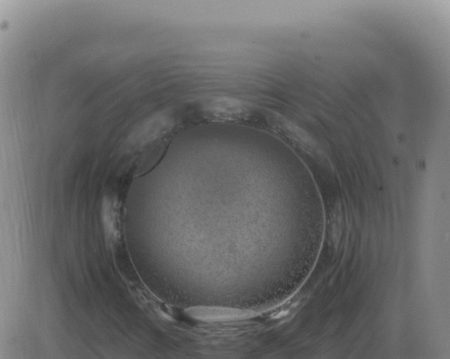 X0000083561346200702162017