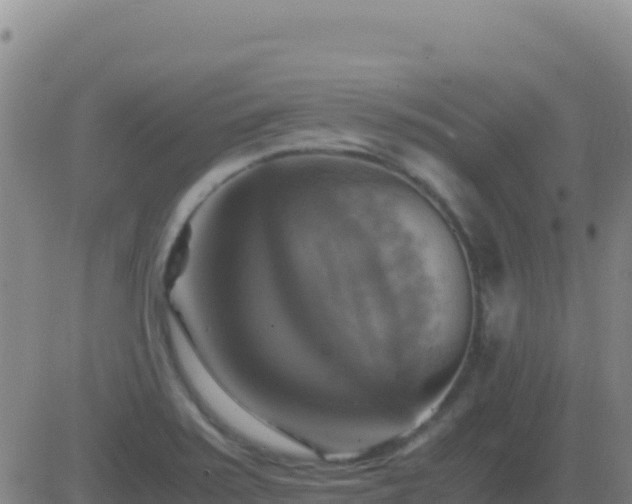 X0000083561371200702162017