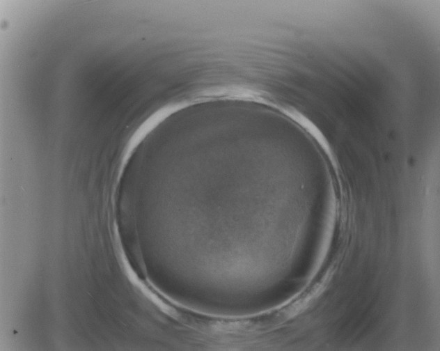 X0000083561389200702162017