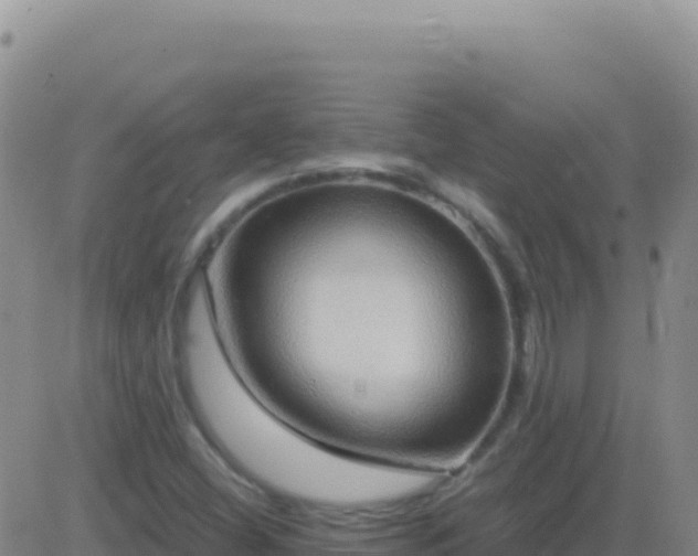 X0000083561404200702162016