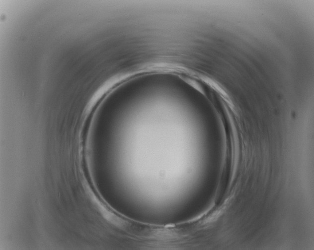 X0000083561430200702162016