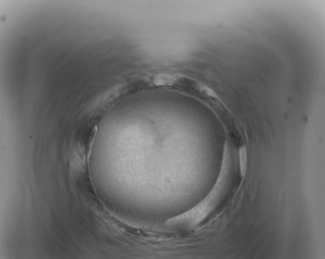 X0000083561443200702162016