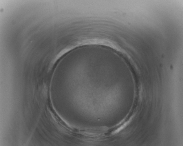 X0000083561505200702162014