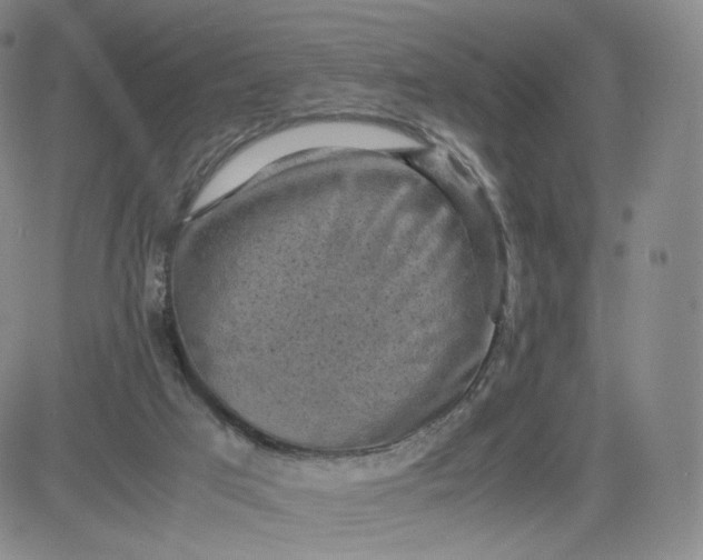 X0000083560017200702231615