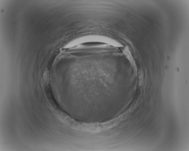 X0000083560029200702231615