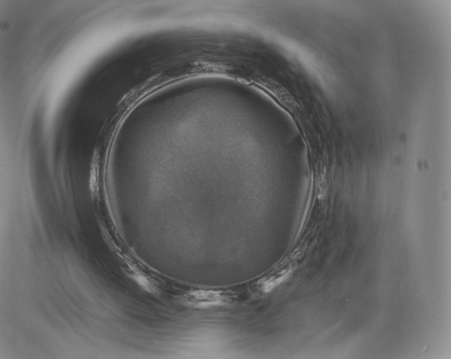 X0000083560052200702231614