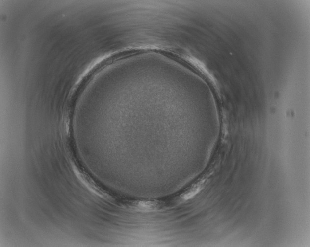 X0000083560060200702231614