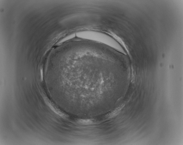 X0000083560061200702231614