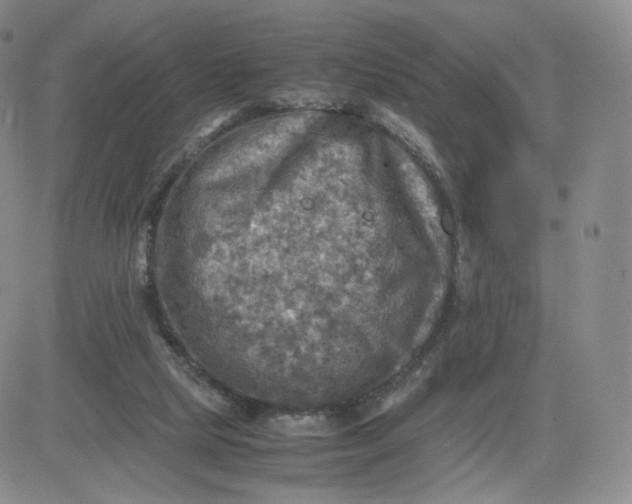 X0000083560065200702231614