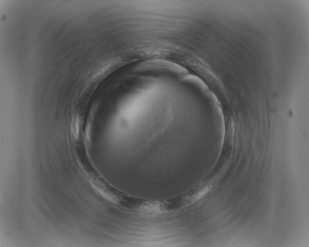 X0000083560076200702231614