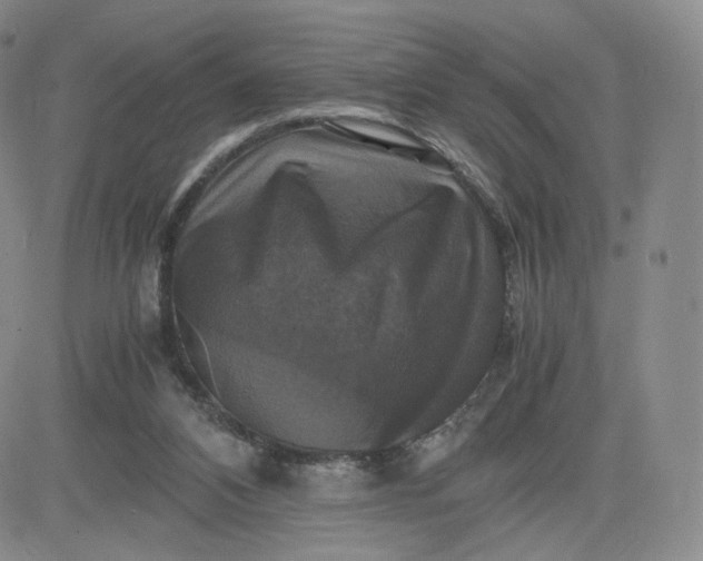 X0000083560112200702231614