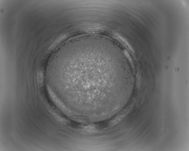 X0000083560113200702231614