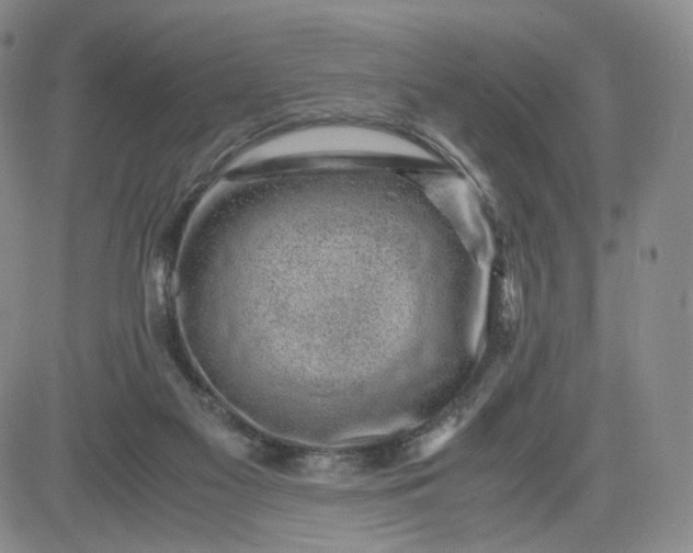 X0000083560117200702231614