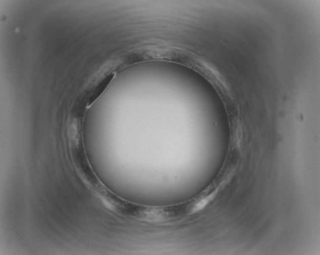 X0000083560121200702231614