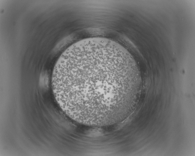 X0000083560124200702231614