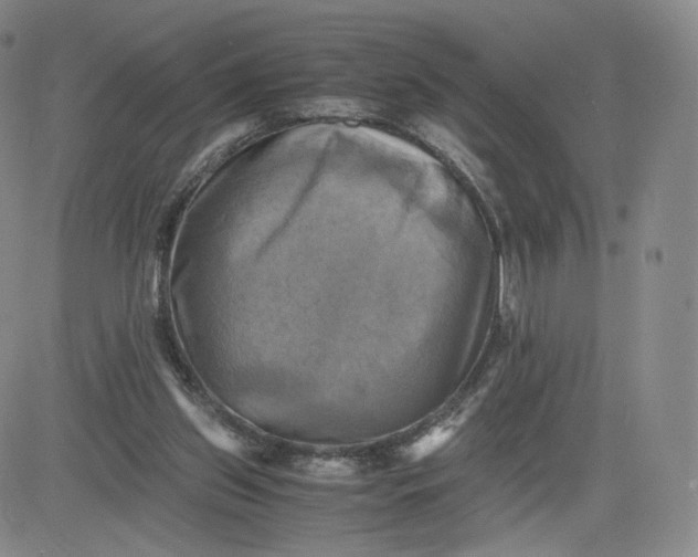 X0000083560157200702231613