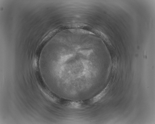 X0000083560166200702231613