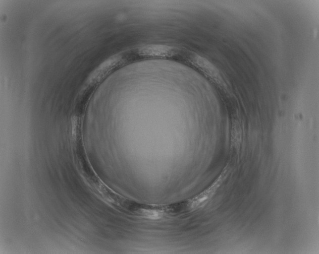 X0000083560167200702231613