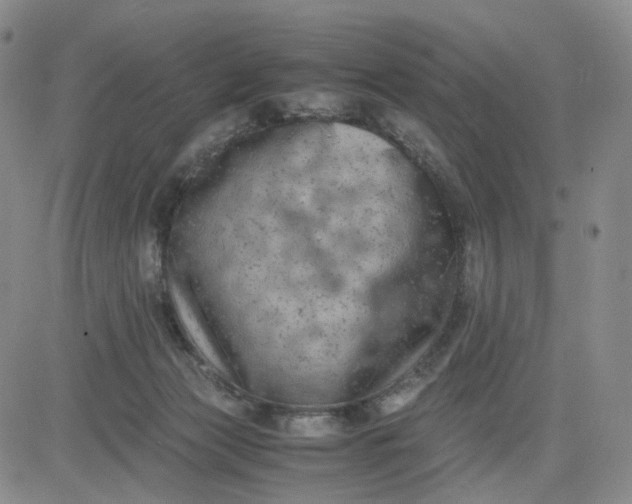 X0000083560173200702231613