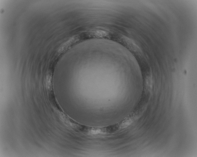 X0000083560177200702231613