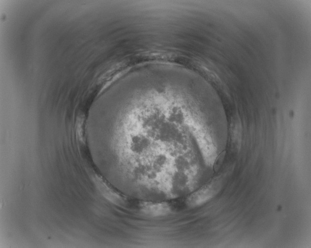 X0000083560185200702231613