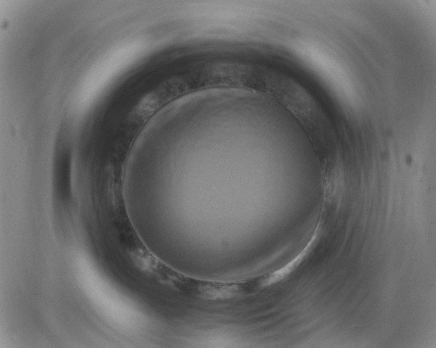 X0000083560191200702231613