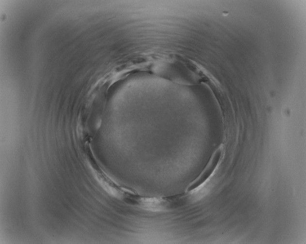 X0000083560192200702231613