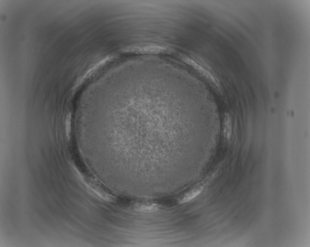 X0000083560206200702231612