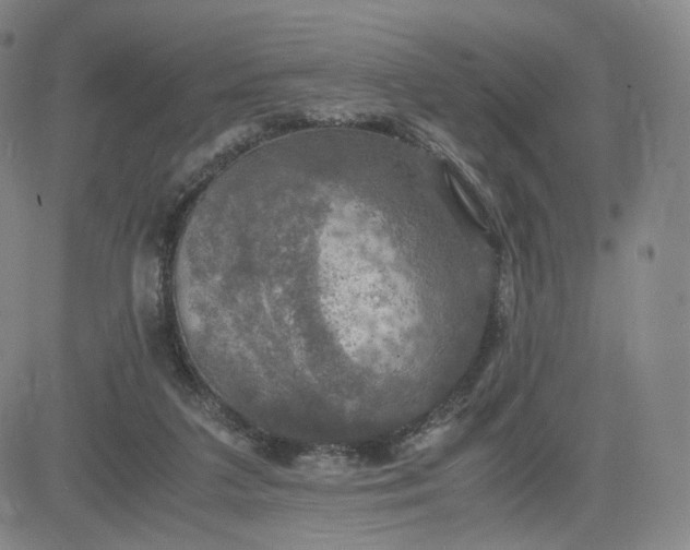 X0000083560211200702231612