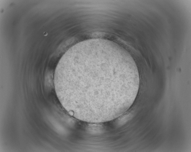 X0000083560240200702231612