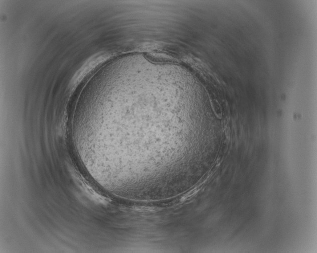 X0000083560242200702231611